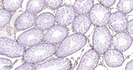 CD34 Antibody in Immunohistochemistry (Paraffin) (IHC (P))