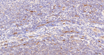 CD34 Antibody in Immunohistochemistry (Paraffin) (IHC (P))