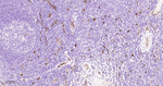 CD34 Antibody in Immunohistochemistry (Paraffin) (IHC (P))