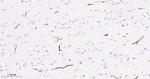 CD34 Antibody in Immunohistochemistry (Paraffin) (IHC (P))