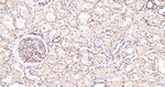 CD34 Antibody in Immunohistochemistry (Paraffin) (IHC (P))
