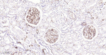 CD34 Antibody in Immunohistochemistry (Paraffin) (IHC (P))