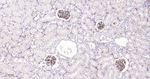 CD34 Antibody in Immunohistochemistry (Paraffin) (IHC (P))