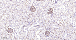CD34 Antibody in Immunohistochemistry (Paraffin) (IHC (P))