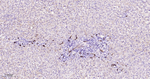 CD34 Antibody in Immunohistochemistry (Paraffin) (IHC (P))
