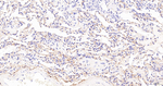 CD34 Antibody in Immunohistochemistry (Paraffin) (IHC (P))