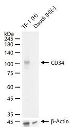 CD34 Antibody in Western Blot (WB)