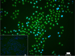 TDP-43 Recombinant Rabbit Monoclonal Antibody (13H1)