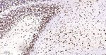 TDP-43 Antibody in Immunohistochemistry (Paraffin) (IHC (P))