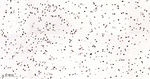 TDP-43 Antibody in Immunohistochemistry (Paraffin) (IHC (P))