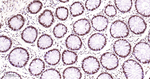 TDP-43 Antibody in Immunohistochemistry (Paraffin) (IHC (P))