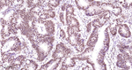 TDP-43 Antibody in Immunohistochemistry (Paraffin) (IHC (P))