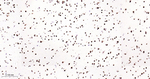 TDP-43 Antibody in Immunohistochemistry (Paraffin) (IHC (P))