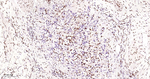 TDP-43 Antibody in Immunohistochemistry (Paraffin) (IHC (P))
