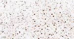 TDP-43 Antibody in Immunohistochemistry (Paraffin) (IHC (P))