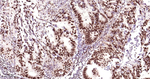 TDP-43 Antibody in Immunohistochemistry (Paraffin) (IHC (P))