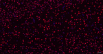 TDP-43 Antibody in Immunohistochemistry (Paraffin) (IHC (P))