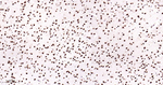 TDP-43 Antibody in Immunohistochemistry (Paraffin) (IHC (P))