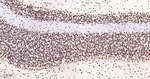 TDP-43 Antibody in Immunohistochemistry (Paraffin) (IHC (P))