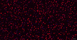 TDP-43 Antibody in Immunohistochemistry (Paraffin) (IHC (P))