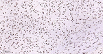 TDP-43 Antibody in Immunohistochemistry (Paraffin) (IHC (P))