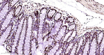 TDP-43 Antibody in Immunohistochemistry (Paraffin) (IHC (P))