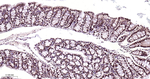 TDP-43 Antibody in Immunohistochemistry (Paraffin) (IHC (P))