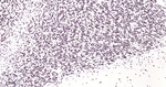 TDP-43 Antibody in Immunohistochemistry (Paraffin) (IHC (P))