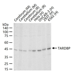 TDP-43 Antibody in Western Blot (WB)