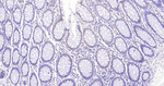 SOD1 Antibody in Immunohistochemistry (Paraffin) (IHC (P))
