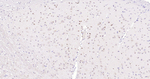 SOD1 Antibody in Immunohistochemistry (Paraffin) (IHC (P))