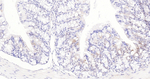 SOD1 Antibody in Immunohistochemistry (Paraffin) (IHC (P))