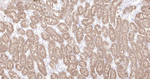 SOD1 Antibody in Immunohistochemistry (Paraffin) (IHC (P))