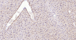 SOD1 Recombinant Rabbit Monoclonal Antibody (10B4)