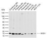 SOD1 Antibody in Western Blot (WB)