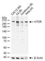 mTOR Antibody in Western Blot (WB)