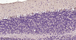 LC3B Antibody in Immunohistochemistry (Paraffin) (IHC (P))