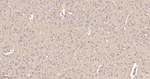 LC3B Antibody in Immunohistochemistry (Paraffin) (IHC (P))