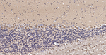 LC3B Antibody in Immunohistochemistry (Paraffin) (IHC (P))
