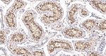 LC3B Antibody in Immunohistochemistry (Paraffin) (IHC (P))