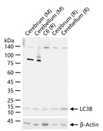 LC3B Antibody in Western Blot (WB)