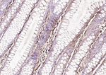 IFI16 Antibody in Immunohistochemistry (Paraffin) (IHC (P))