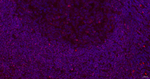 IFI16 Antibody in Immunohistochemistry (Paraffin) (IHC (P))