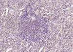 IFI16 Antibody in Immunohistochemistry (Paraffin) (IHC (P))
