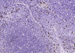 IFI16 Monoclonal Antibody (5C9)