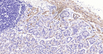 Calponin 1 Antibody in Immunohistochemistry (Paraffin) (IHC (P))