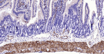 Calponin 1 Antibody in Immunohistochemistry (Paraffin) (IHC (P))