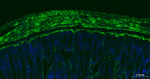 Calponin 1 Antibody in Immunohistochemistry (Paraffin) (IHC (P))