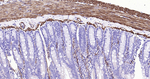 Calponin 1 Antibody in Immunohistochemistry (Paraffin) (IHC (P))