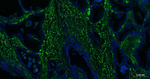 Calponin 1 Antibody in Immunohistochemistry (Paraffin) (IHC (P))